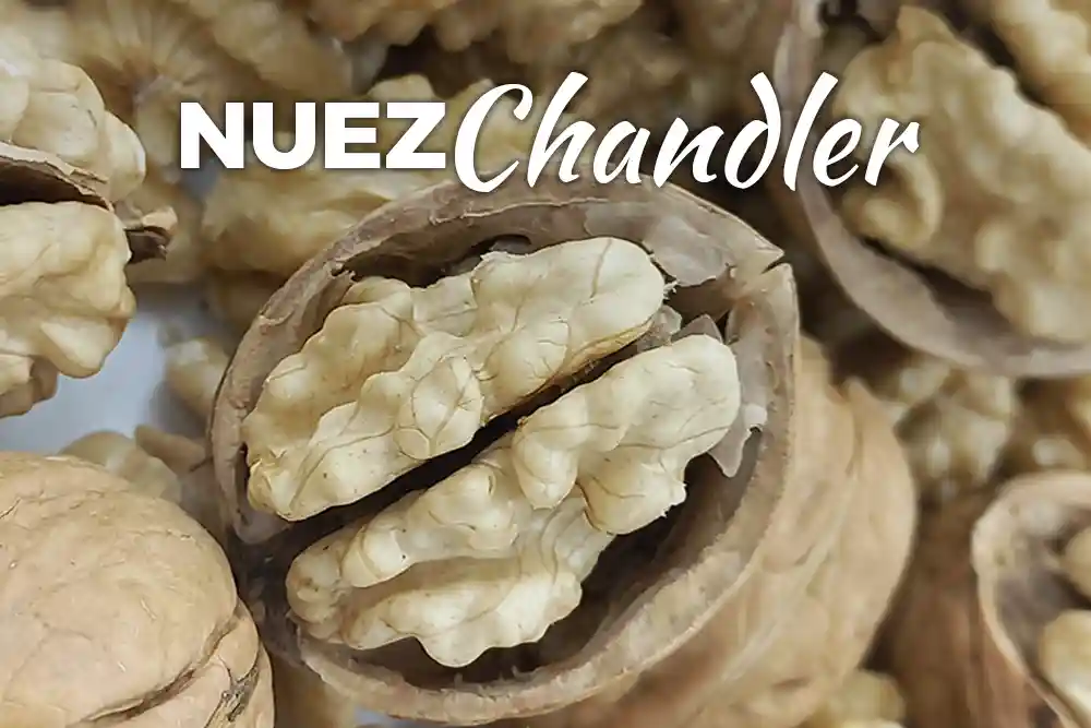 Nuez Chandler